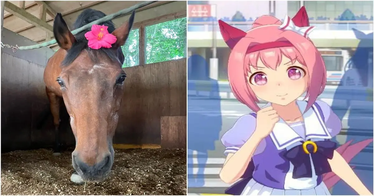 Haru Urara, a Japanese racehorse,